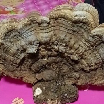 长白山纯野生平盖灵芝，树舌灵芝今年新货现采现卖