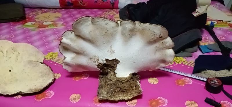 长白山纯野生平盖灵芝，树舌灵芝今年新货现采现卖