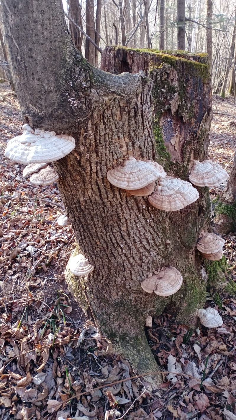 长白山纯野生平盖灵芝，树舌灵芝今年新货现采现卖