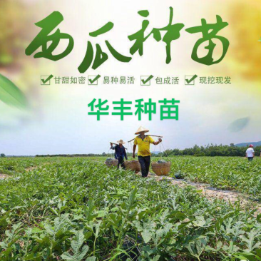［基地直发］8424嫁接苗量大价优葫芦南瓜砧木均有