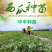 ［基地直发］8424嫁接苗量大价优葫芦南瓜砧木均有
