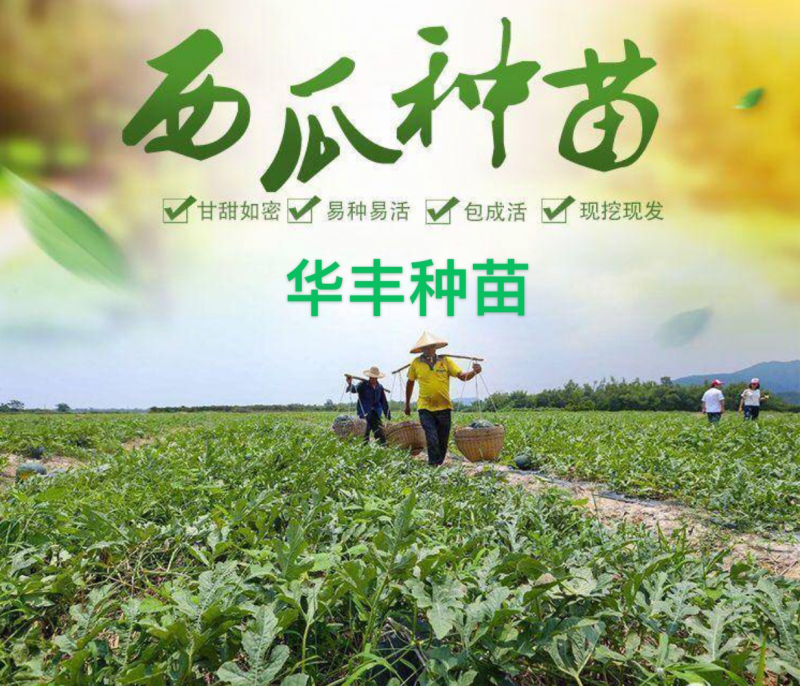 ［基地直发］8424嫁接苗量大价优葫芦南瓜砧木均有