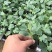 ［基地直发］8424嫁接苗量大价优葫芦南瓜砧木均有