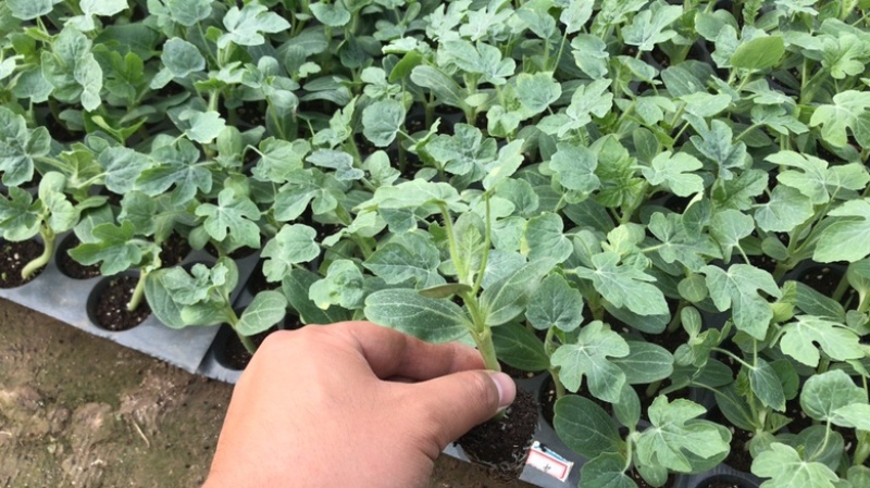 ［基地直发］8424嫁接苗量大价优葫芦南瓜砧木均有