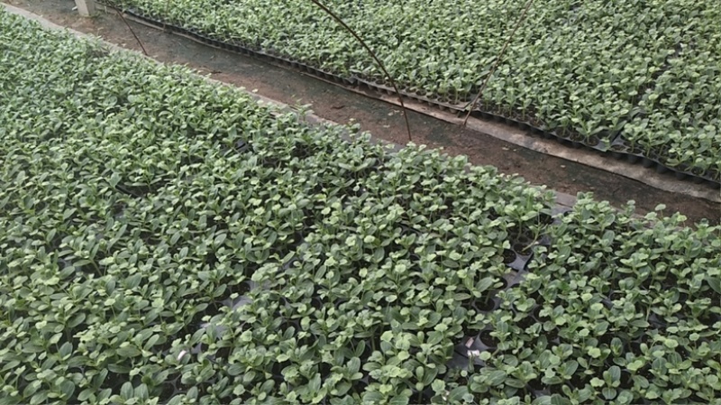 ［基地直发］8424嫁接苗量大价优葫芦南瓜砧木均有