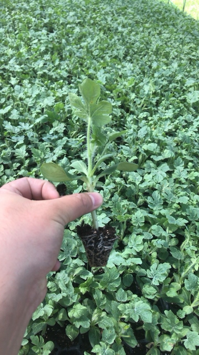 ［基地直发］8424嫁接苗量大价优葫芦南瓜砧木均有