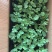 ［基地直发］8424嫁接苗量大价优葫芦南瓜砧木均有