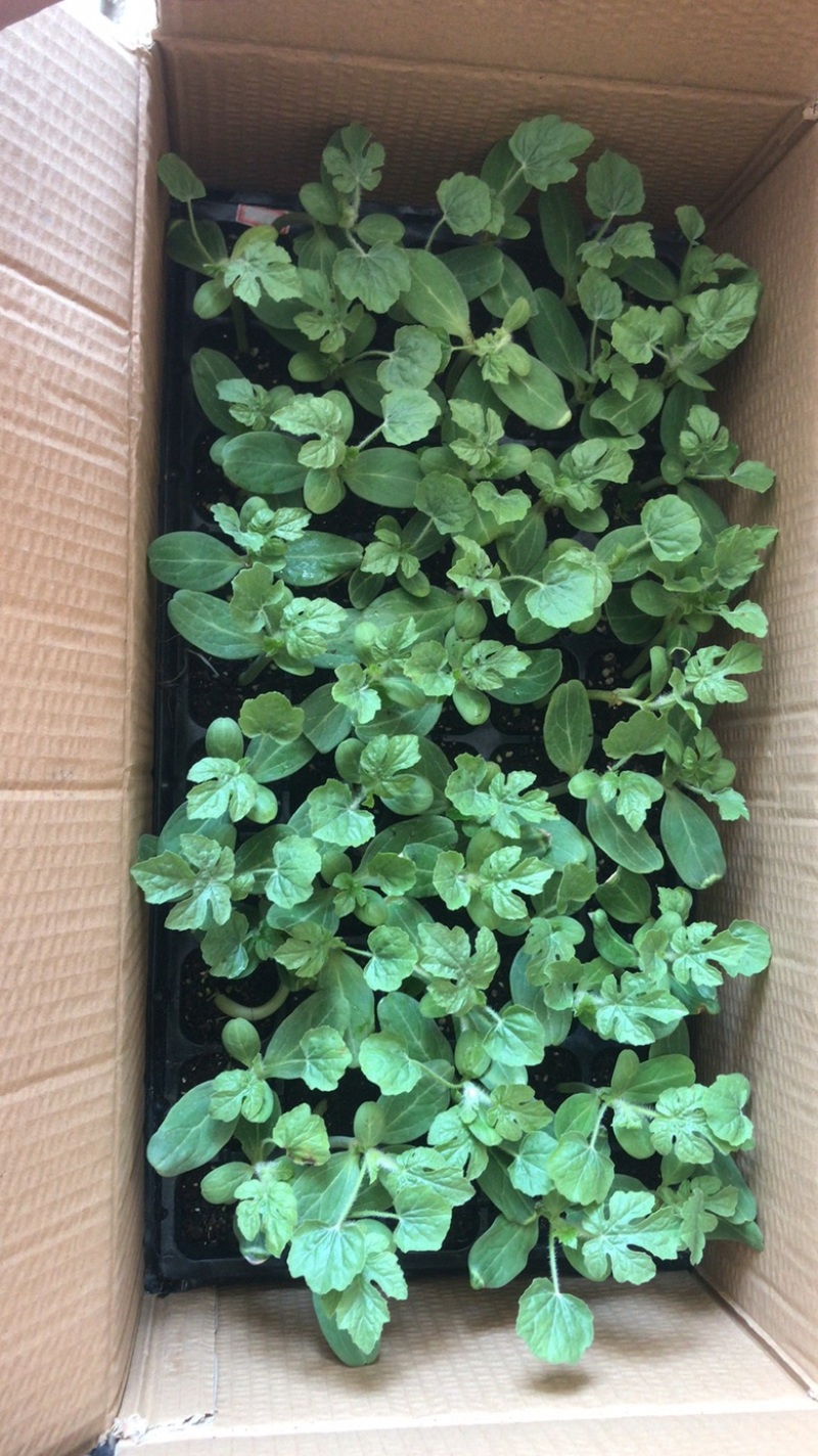 ［基地直发］8424嫁接苗量大价优葫芦南瓜砧木均有