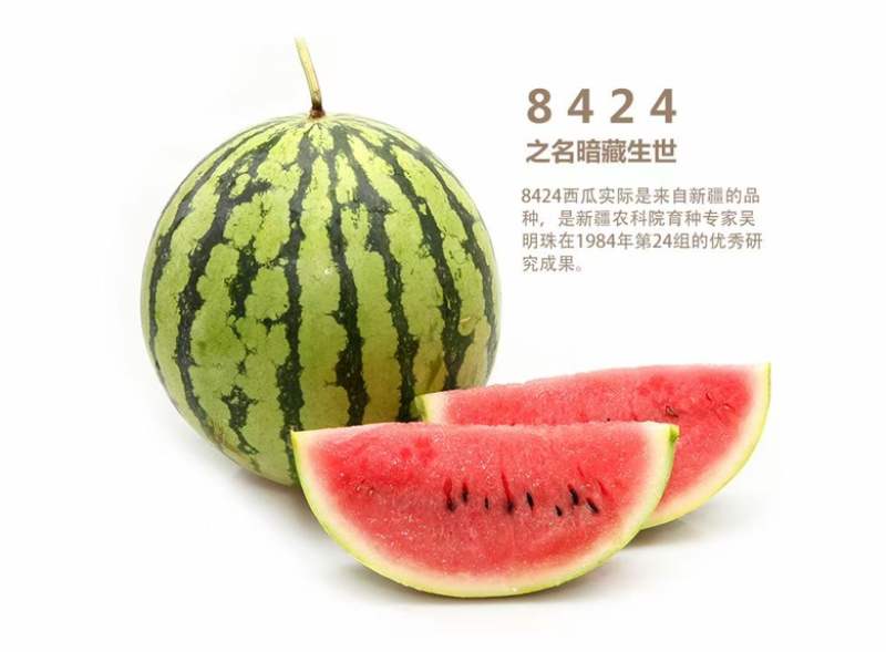 ［基地直发］8424嫁接苗量大价优葫芦南瓜砧木均有