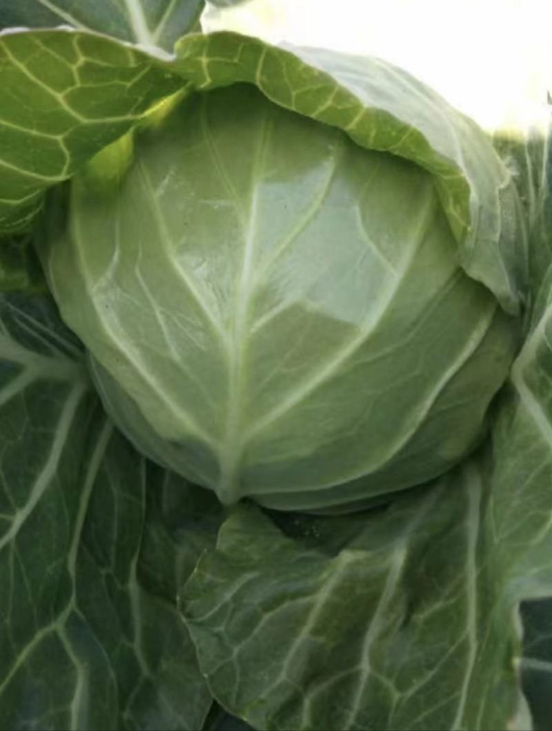 【精品】新鲜绿甘蓝圆包菜大量上市现砍现发货源充足品质保障