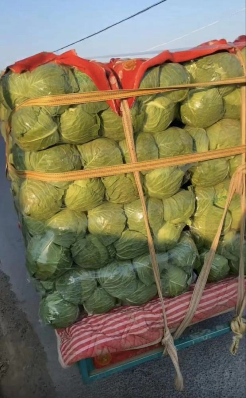 【精品】新鲜绿甘蓝圆包菜大量上市现砍现发货源充足品质保障