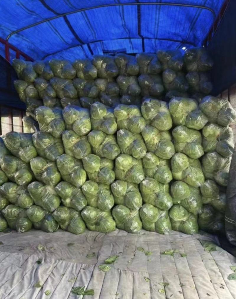【精品】新鲜绿甘蓝圆包菜大量上市现砍现发货源充足品质保障
