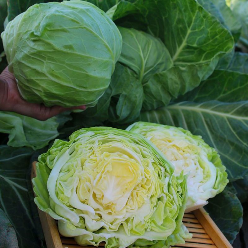 【精品】新鲜绿甘蓝圆包菜大量上市现砍现发货源充足品质保障