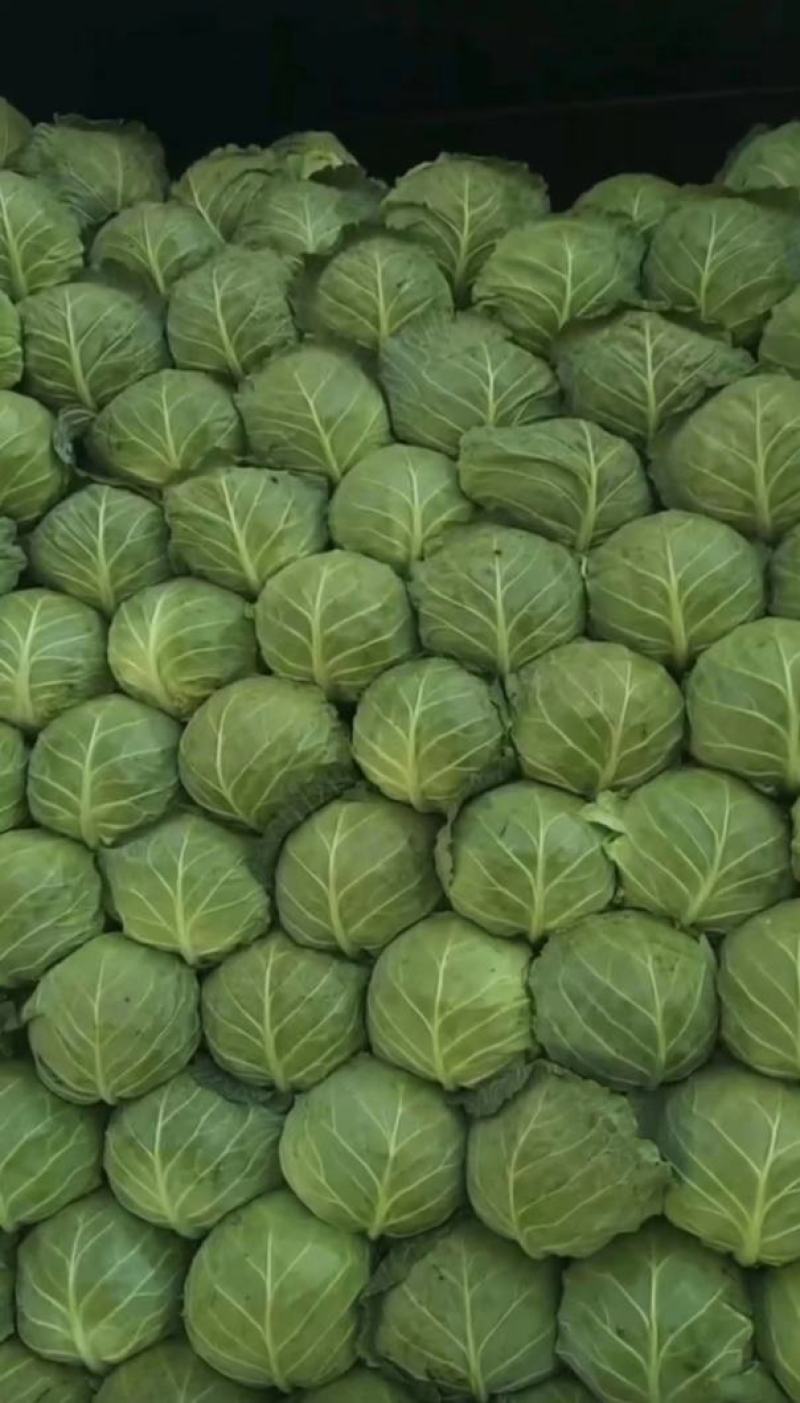 【精品】新鲜绿甘蓝圆包菜大量上市现砍现发货源充足品质保障