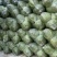 【精品】新鲜绿甘蓝圆包菜大量上市现砍现发货源充足品质保障