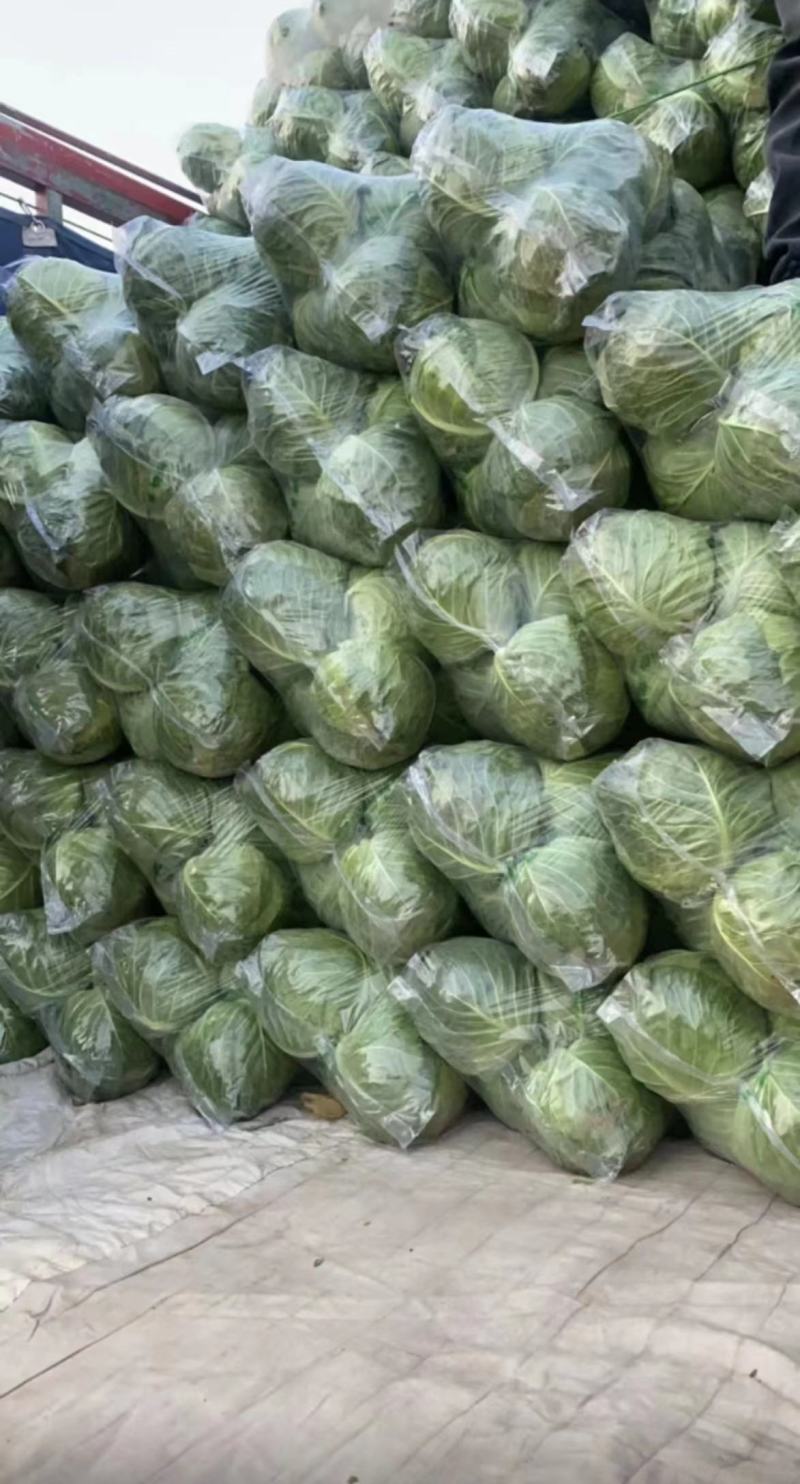 【精品】新鲜绿甘蓝圆包菜大量上市现砍现发货源充足品质保障