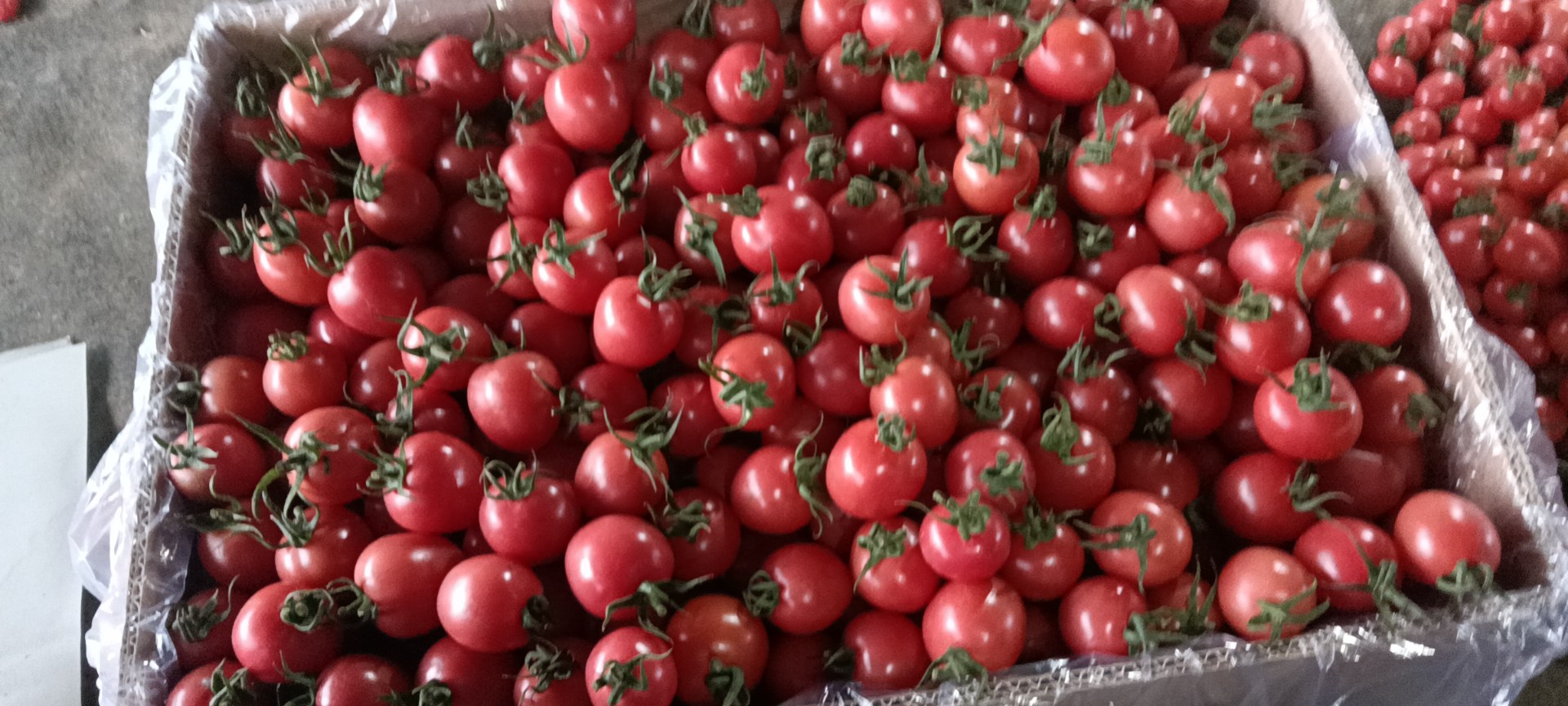 超市货架上圣女果与西红柿陈列对比