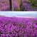 蓝香芥种子易活花卉种子欧亚香花芥花籽庭院盆栽景观花海种子