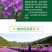 蓝香芥种子易活花卉种子欧亚香花芥花籽庭院盆栽景观花海种子