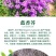 蓝香芥种子易活花卉种子欧亚香花芥花籽庭院盆栽景观花海种子