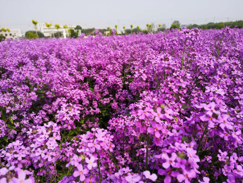 蓝香芥种子易活花卉种子欧亚香花芥花籽庭院盆栽景观花海种子
