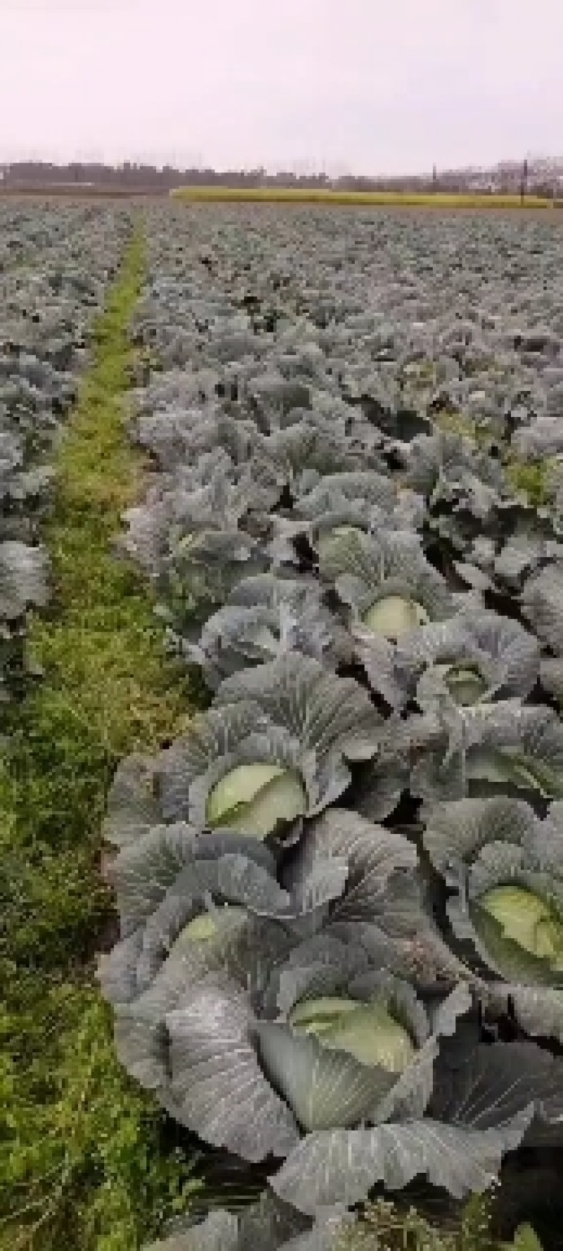 湖北京丰扁包，叶片清秀大小均匀，无虫眼，产地直发量大从优