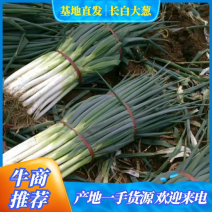 隆尧万亩长白大葱大量上市，可装半挂代发全国欢迎来电