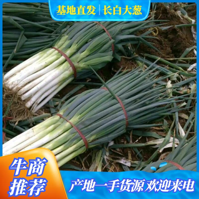 隆尧万亩长白大葱大量上市，可装半挂代发全国欢迎来电