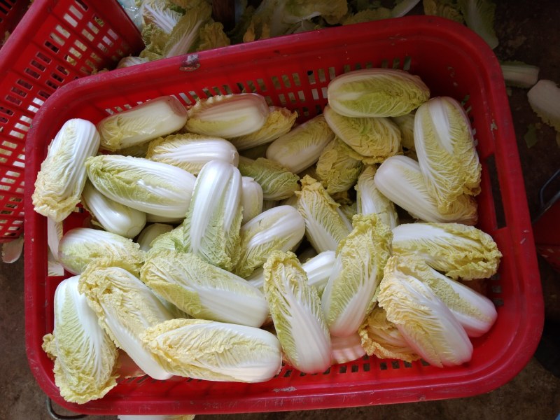 娃娃菜