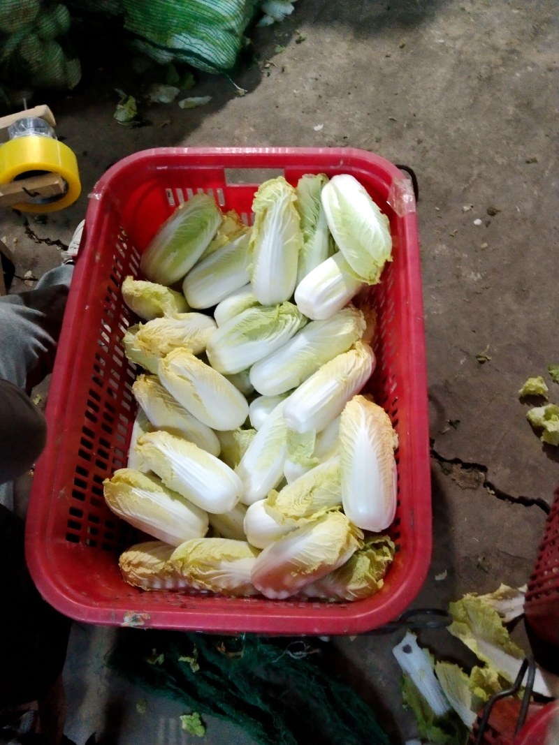 娃娃菜