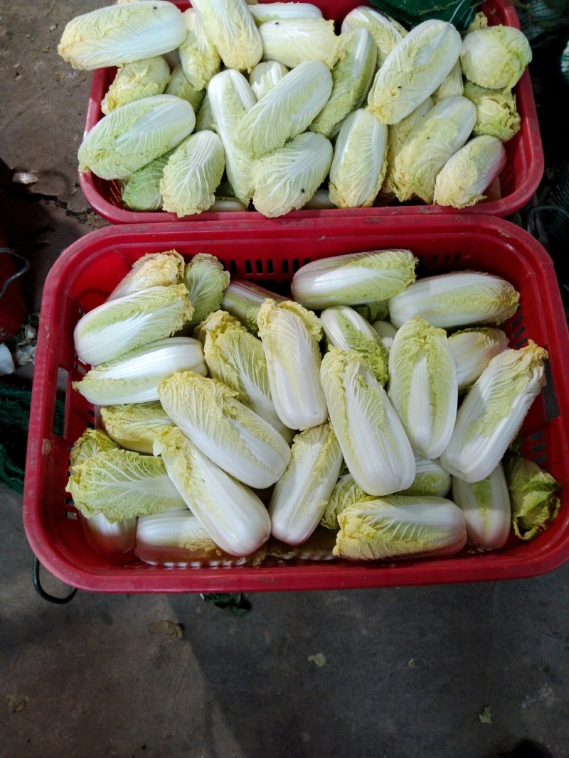 娃娃菜