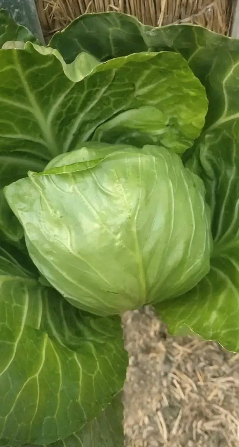 甘蓝精品包菜专业原产地发货口感清脆大量货源视频看货等您来电