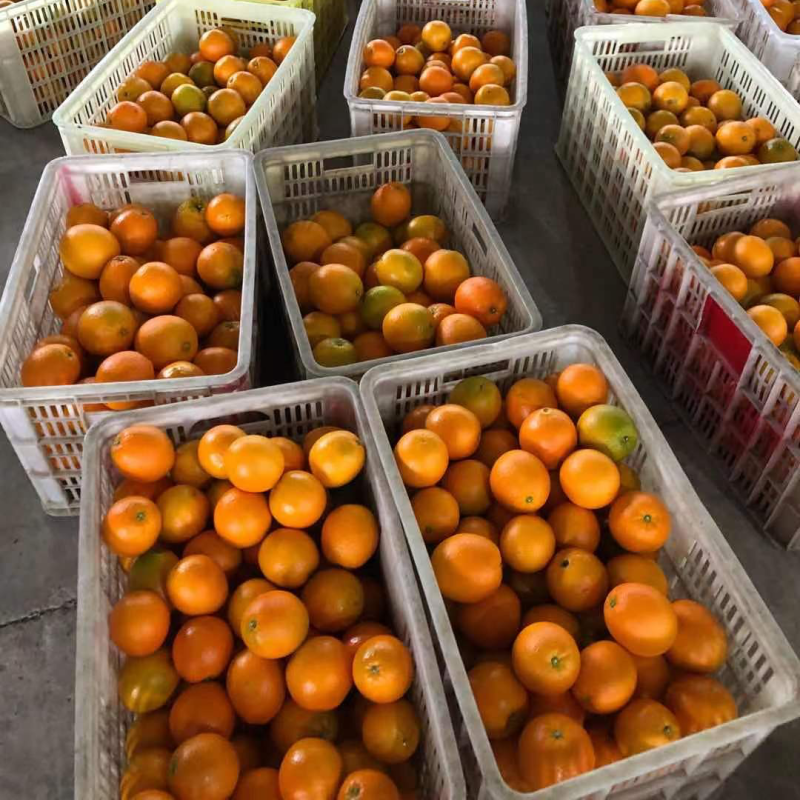 石门县纽荷尔脐橙小果