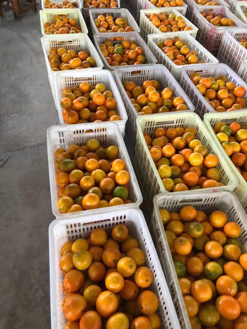 石门县纽荷尔脐橙小果