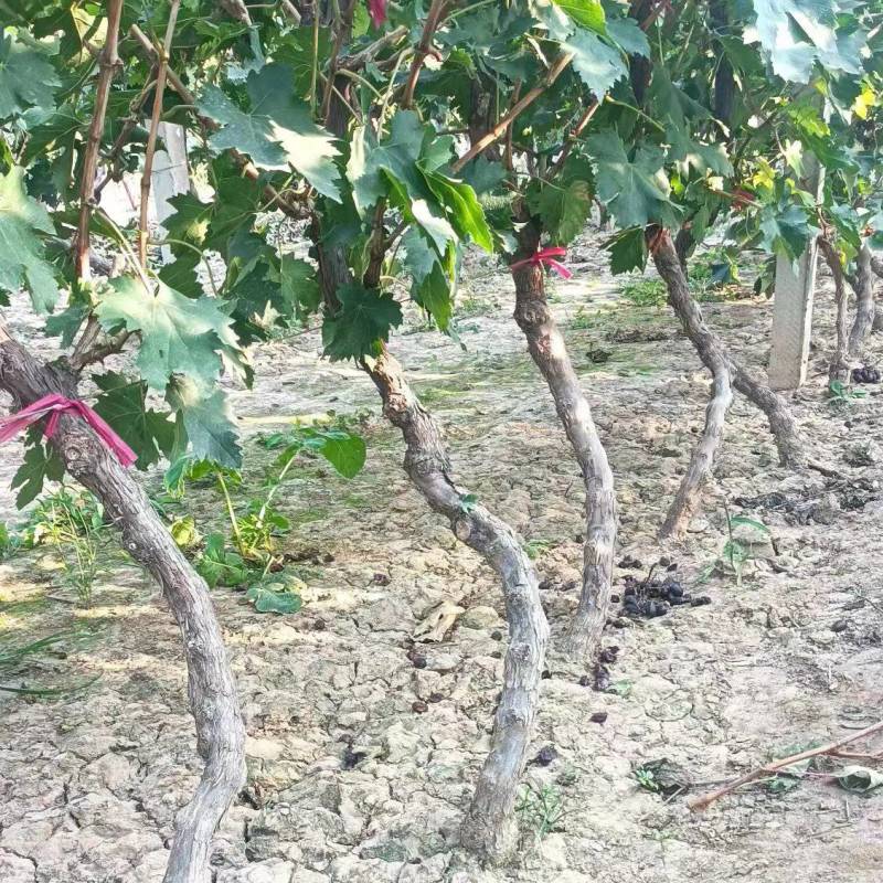 【牛商商家】葡萄苗产地出售中，量大从优，欢迎来电咨询