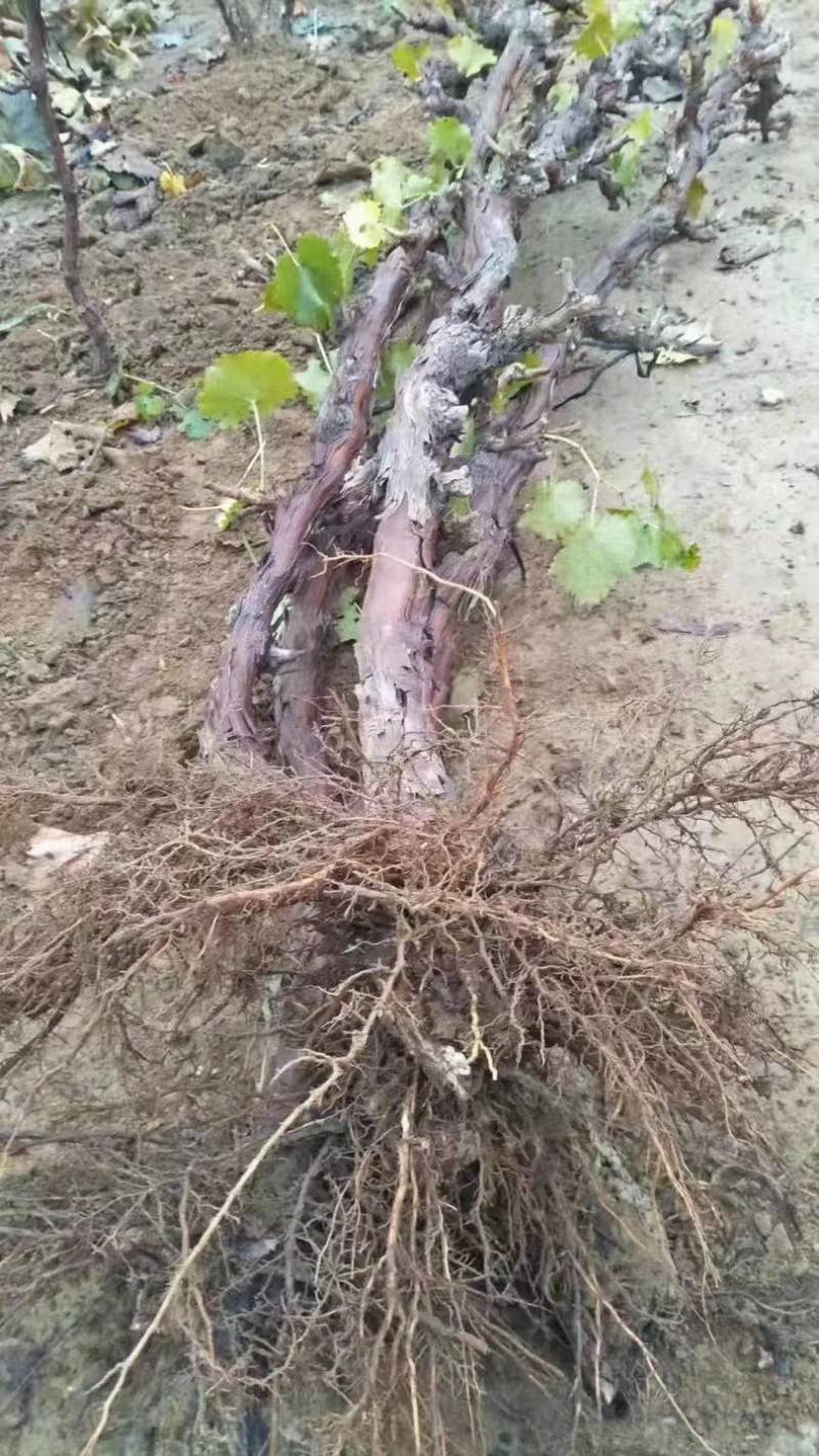 【牛商商家】葡萄苗产地出售中，量大从优，欢迎来电咨询