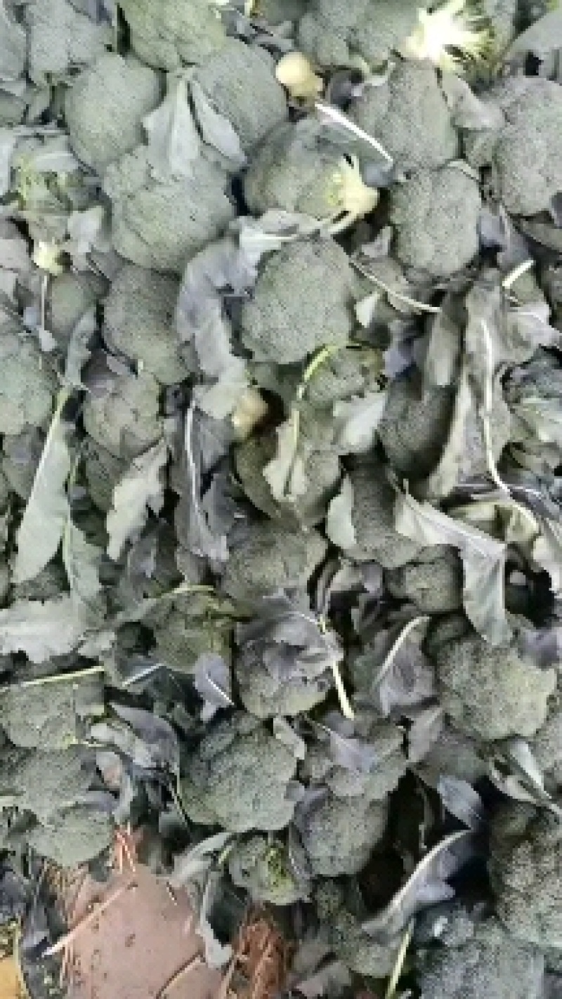 山东单县西兰花大量供应