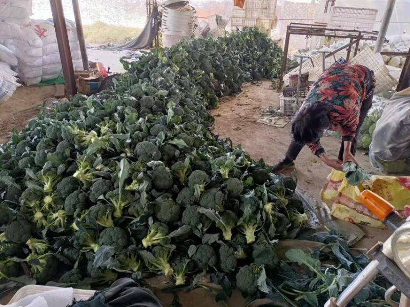 山东单县西兰花大量供应