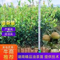 【精品】湖南油茶苗高产量嫁接软枝油茶高成活率提供技术指导