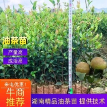 【精品】湖南油茶苗高产量嫁接软枝油茶高成活率提供技术指导
