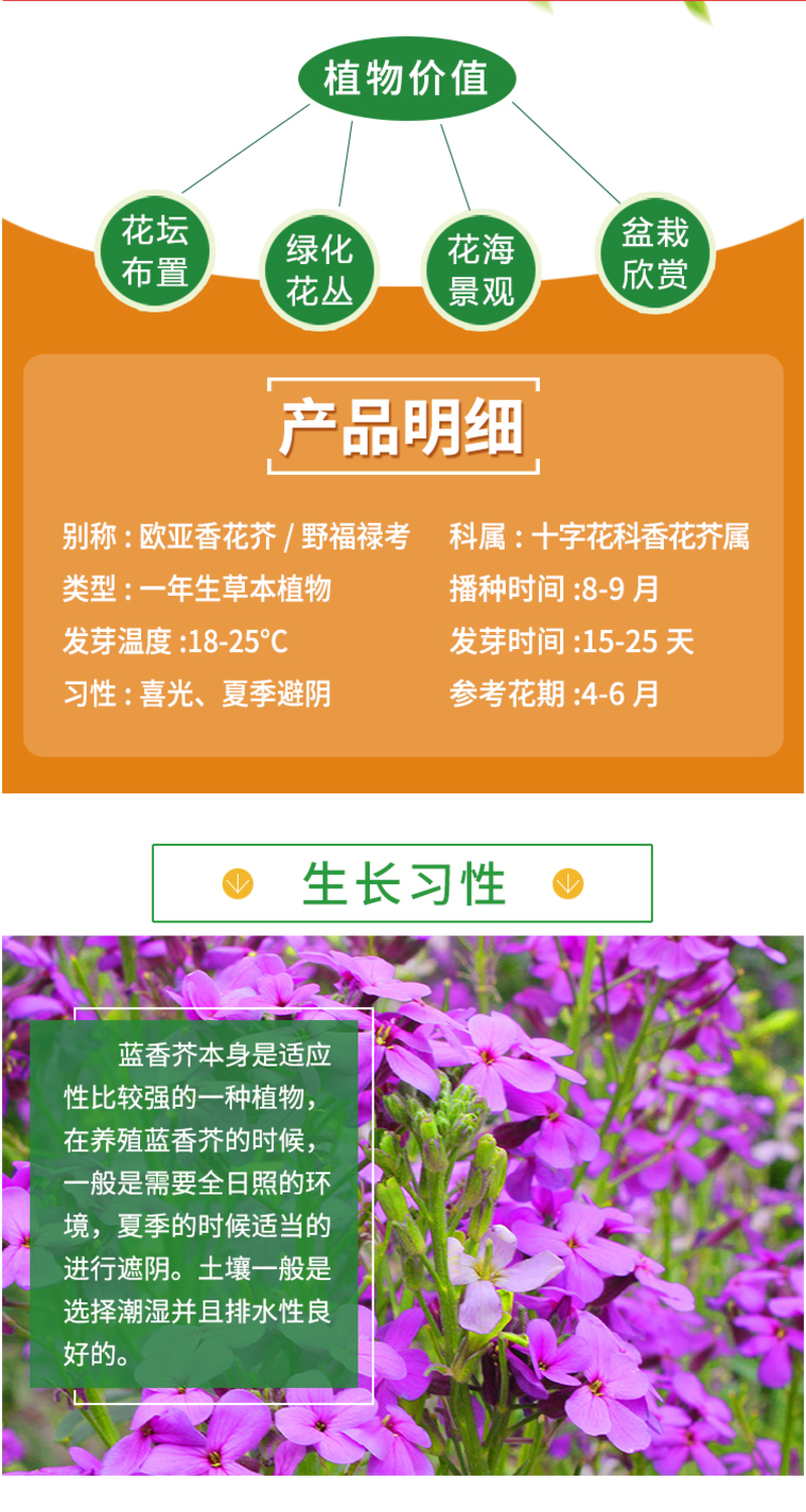 蓝香芥种子/四季开花/道路庭院阳台花海花卉种子