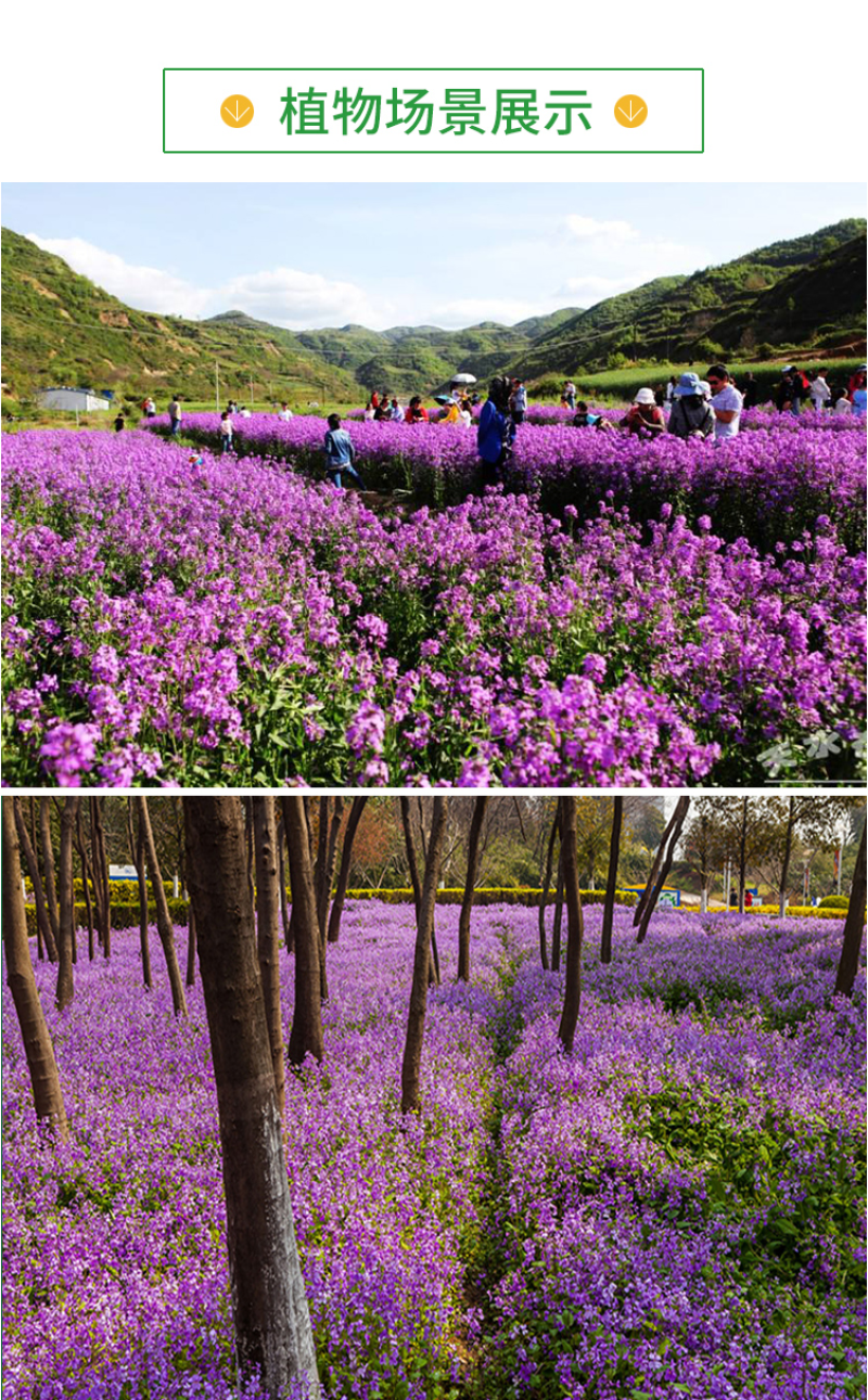 蓝香芥种子/四季开花/道路庭院阳台花海花卉种子