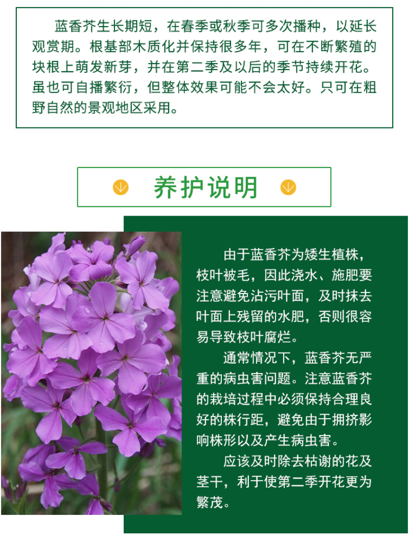 蓝香芥种子/四季开花/道路庭院阳台花海花卉种子