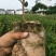 油茶苗黔西软枝油茶3号树型雄伟壮观结果能力强