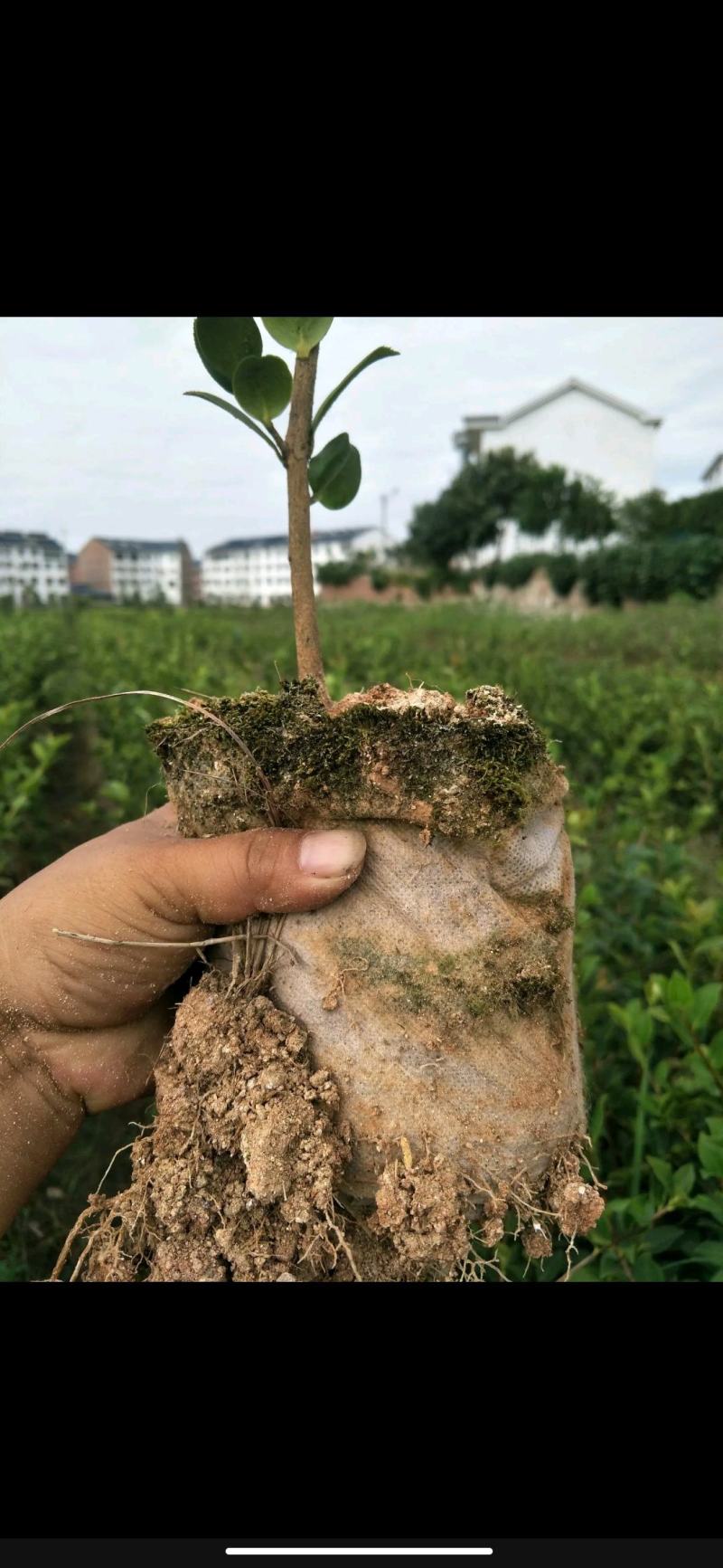 油茶苗黔西软枝油茶3号树型雄伟壮观结果能力强