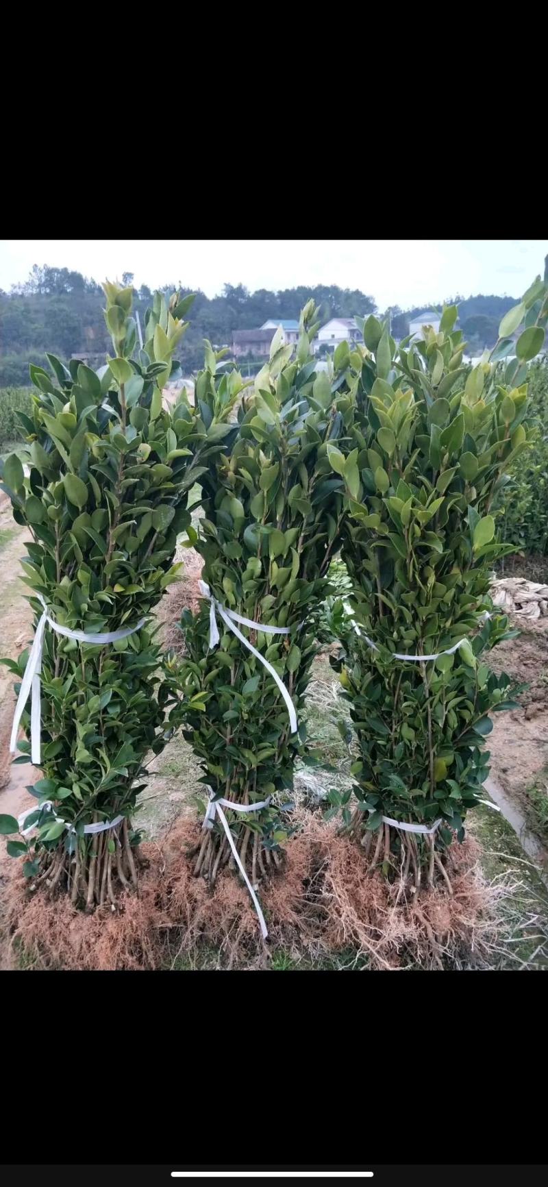 油茶苗黔西软枝油茶3号树型雄伟壮观结果能力强