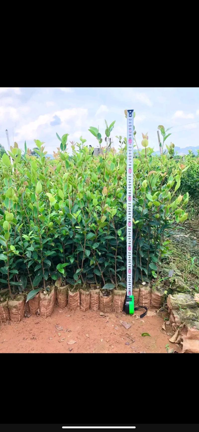 油茶苗黔西软枝油茶3号树型雄伟壮观结果能力强
