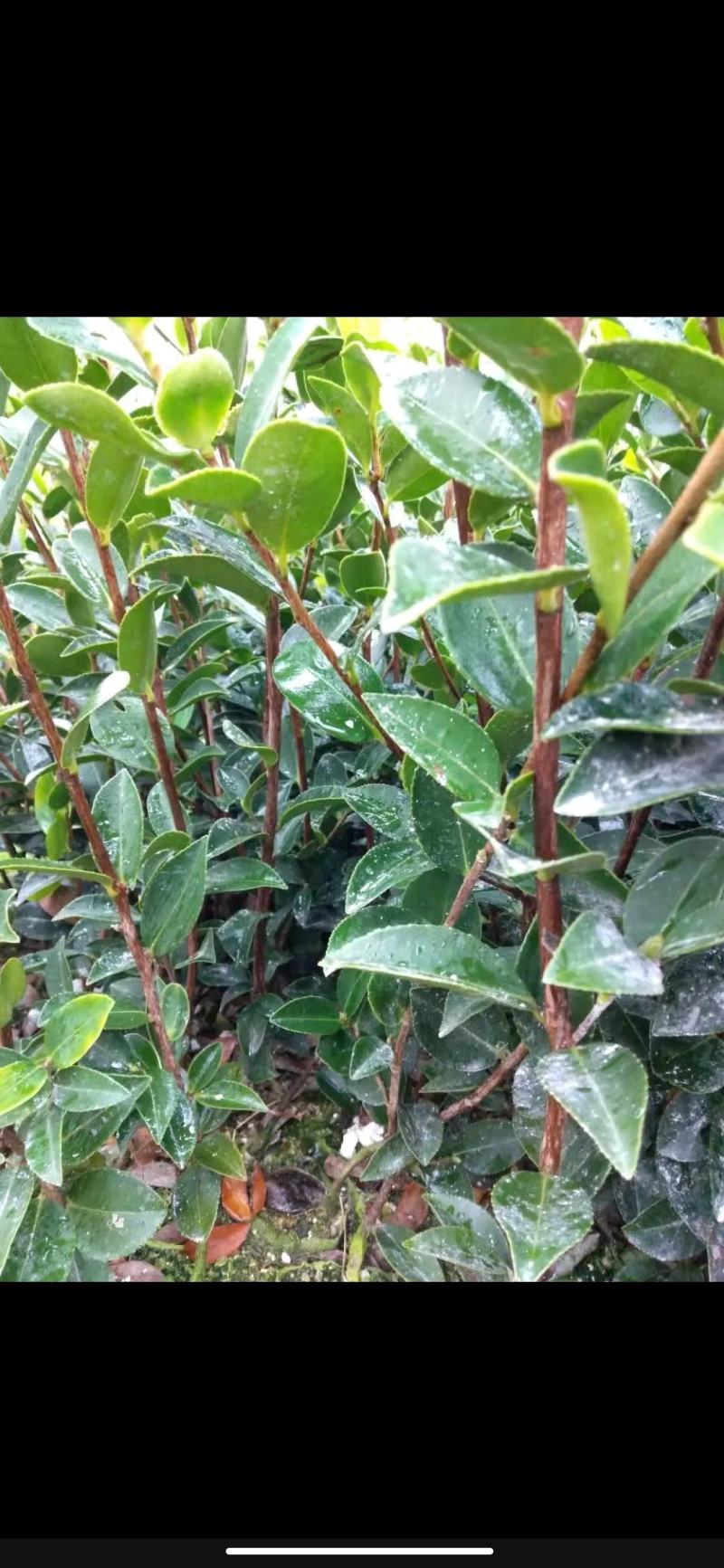 油茶苗黔西软枝油茶3号树型雄伟壮观结果能力强