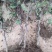 【葡萄树】占地葡萄树，诚信经营，量大从优，欢迎咨询