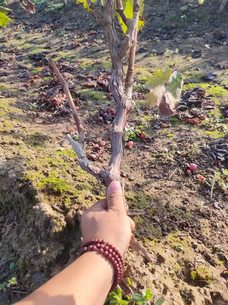 【葡萄树】占地葡萄树，诚信经营，量大从优，欢迎咨询